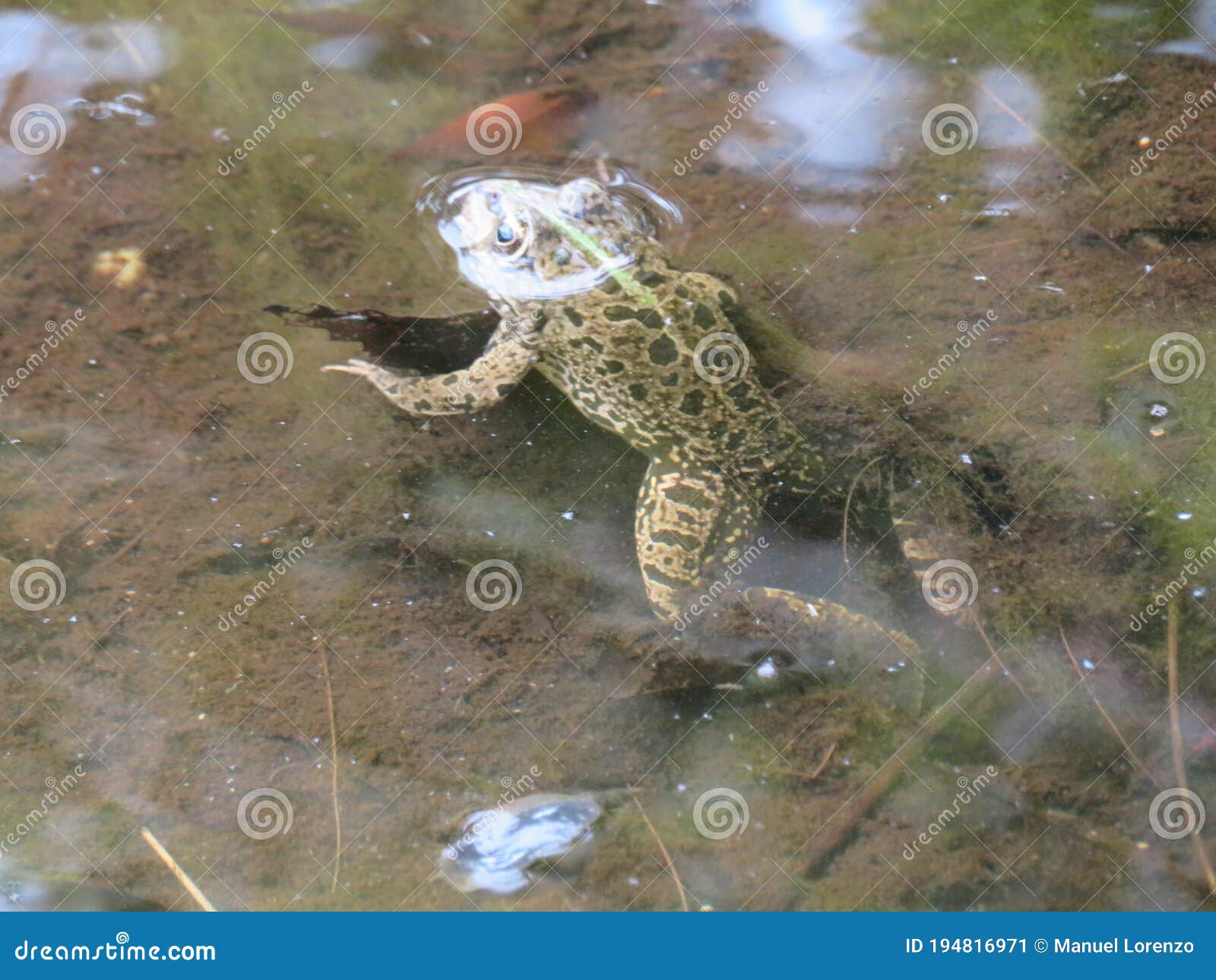 beautiful intense green frog in the water swimming waiting for the dam