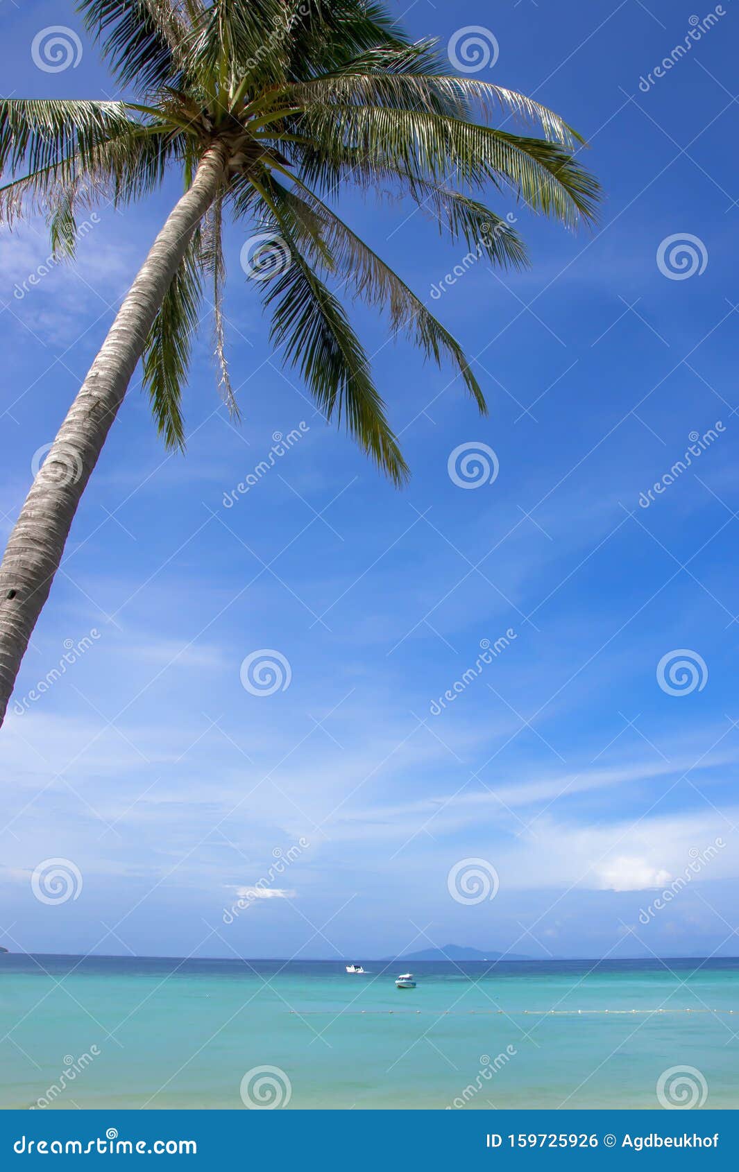 the beautiful island koh phi phi in thailand. vieuw fromt the beach  with a palm tree and colored sea.