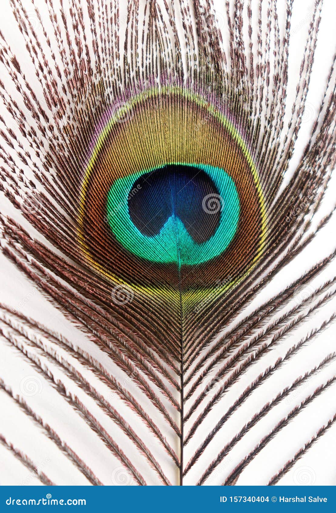 Peacock Feather Beautiful Images Stock Photo - Image of krishna, macro ...