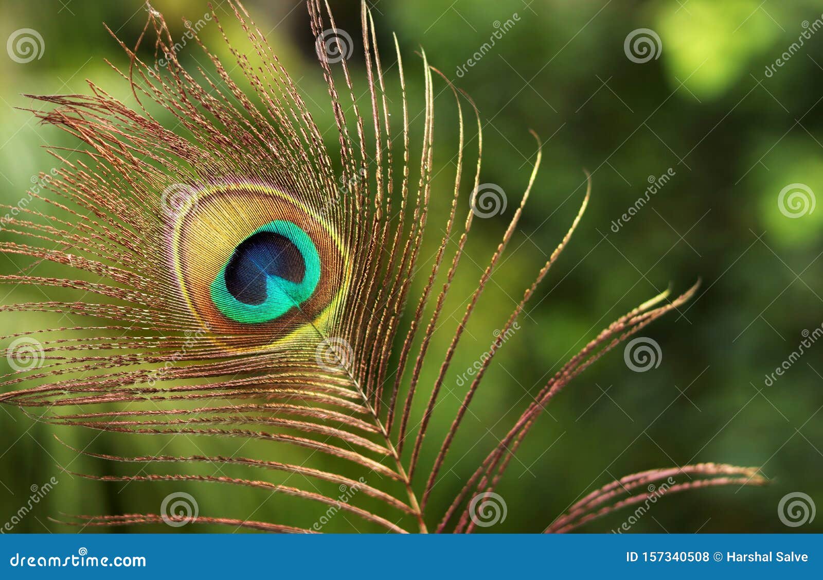 Peacock feather HD wallpapers | Pxfuel