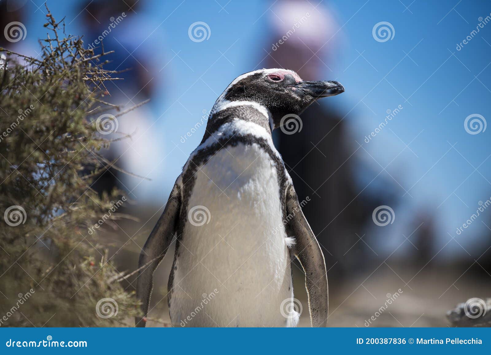 beautiful  penguin dwelling free in a natural national park in north patagonia near the city of puerto madryn in argentina