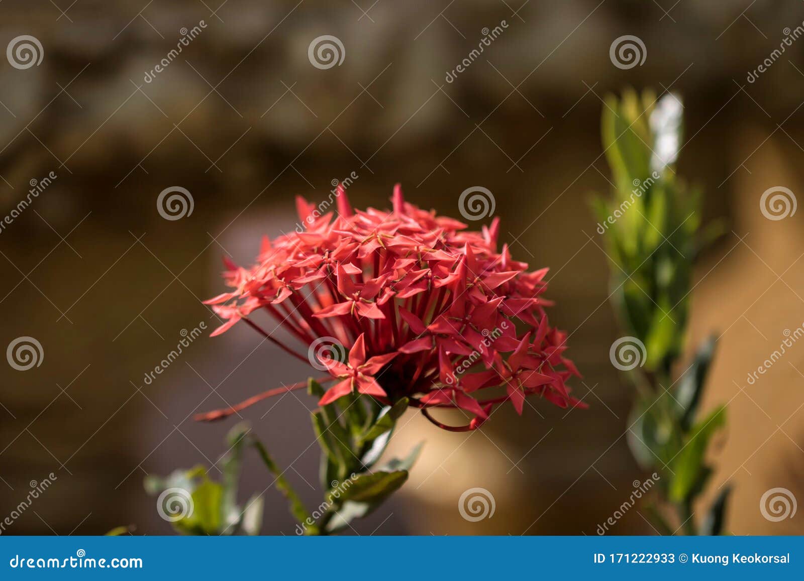 The Beautiful Ixora Chinensis, Commonly Know As Chinese Ixora Stock ...