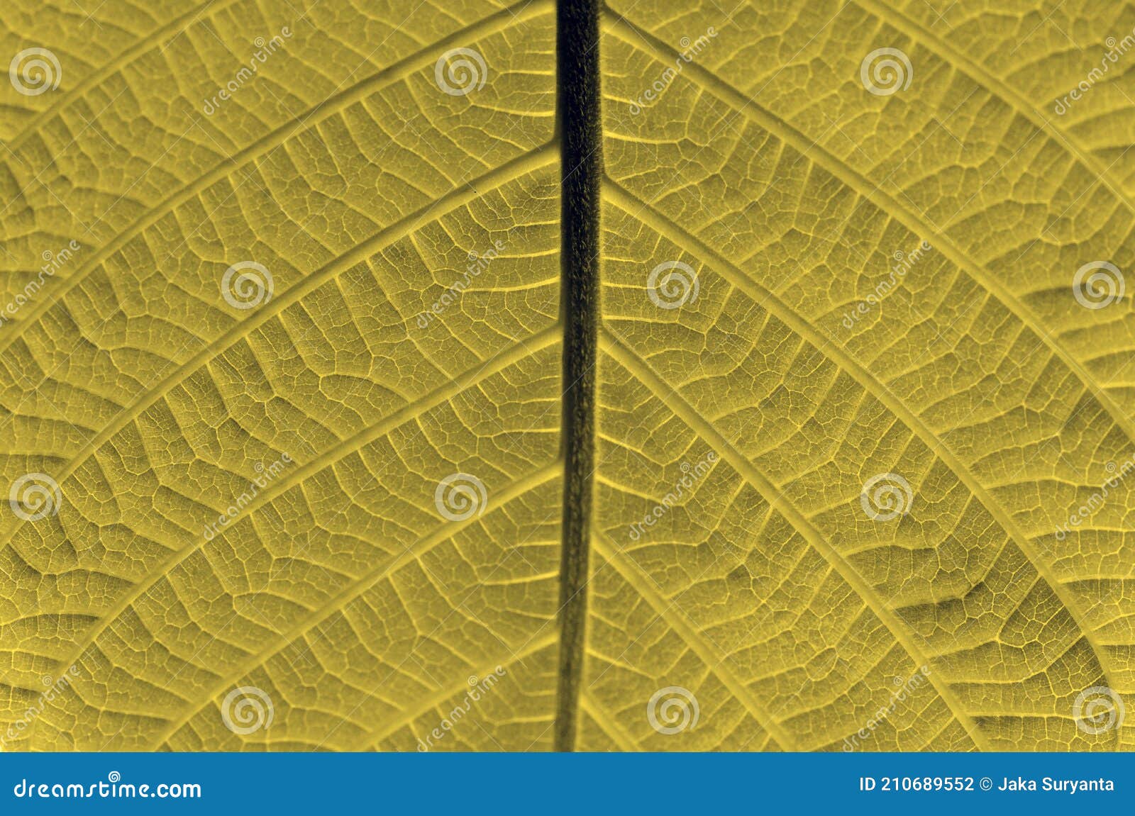 a beautiful jabon leaf, anthocephalus macrophyllus in shallow focus
