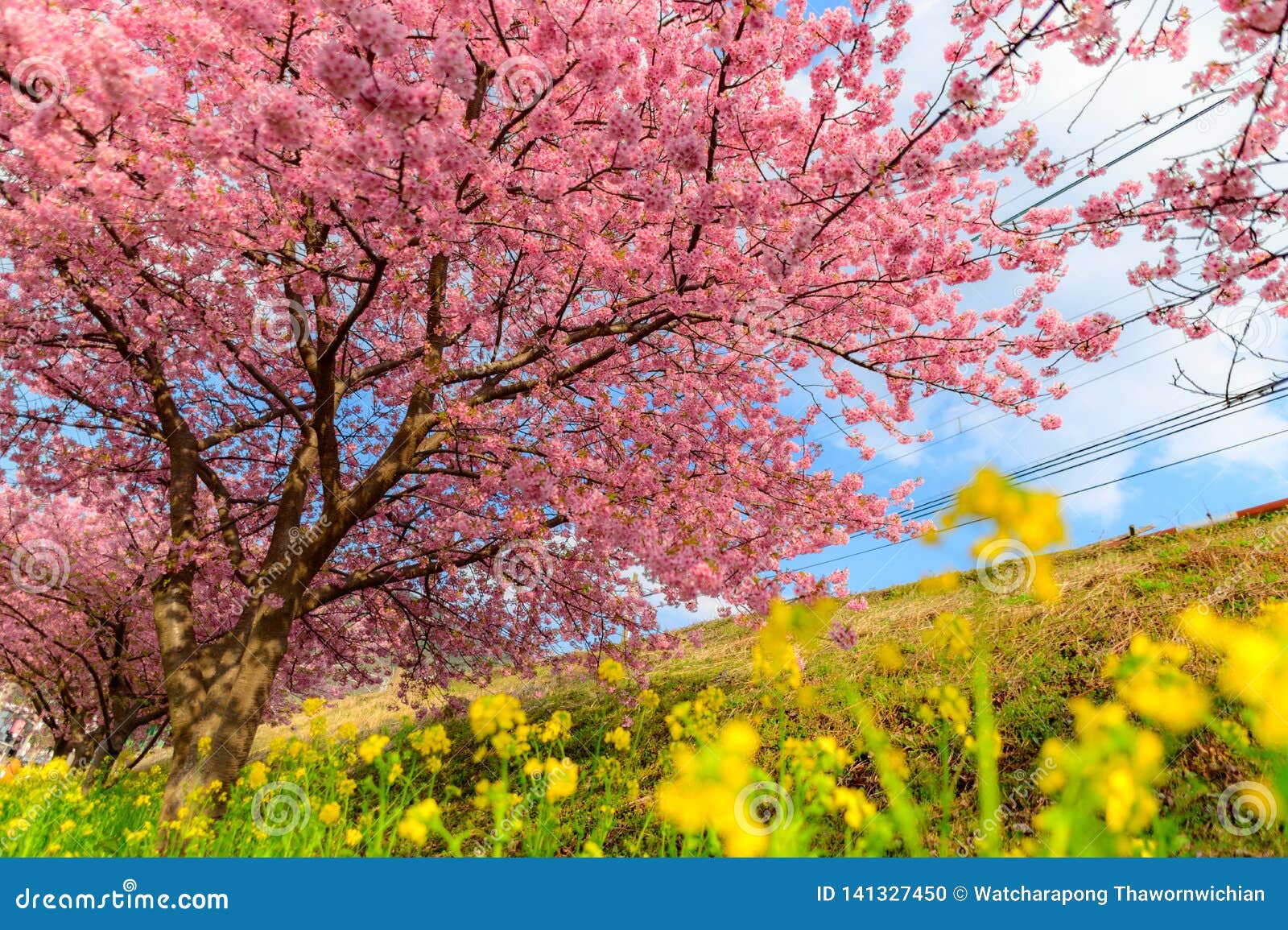 Beautiful Japan Sakura Tree Stock Photo Image Of Petal Season 141327450