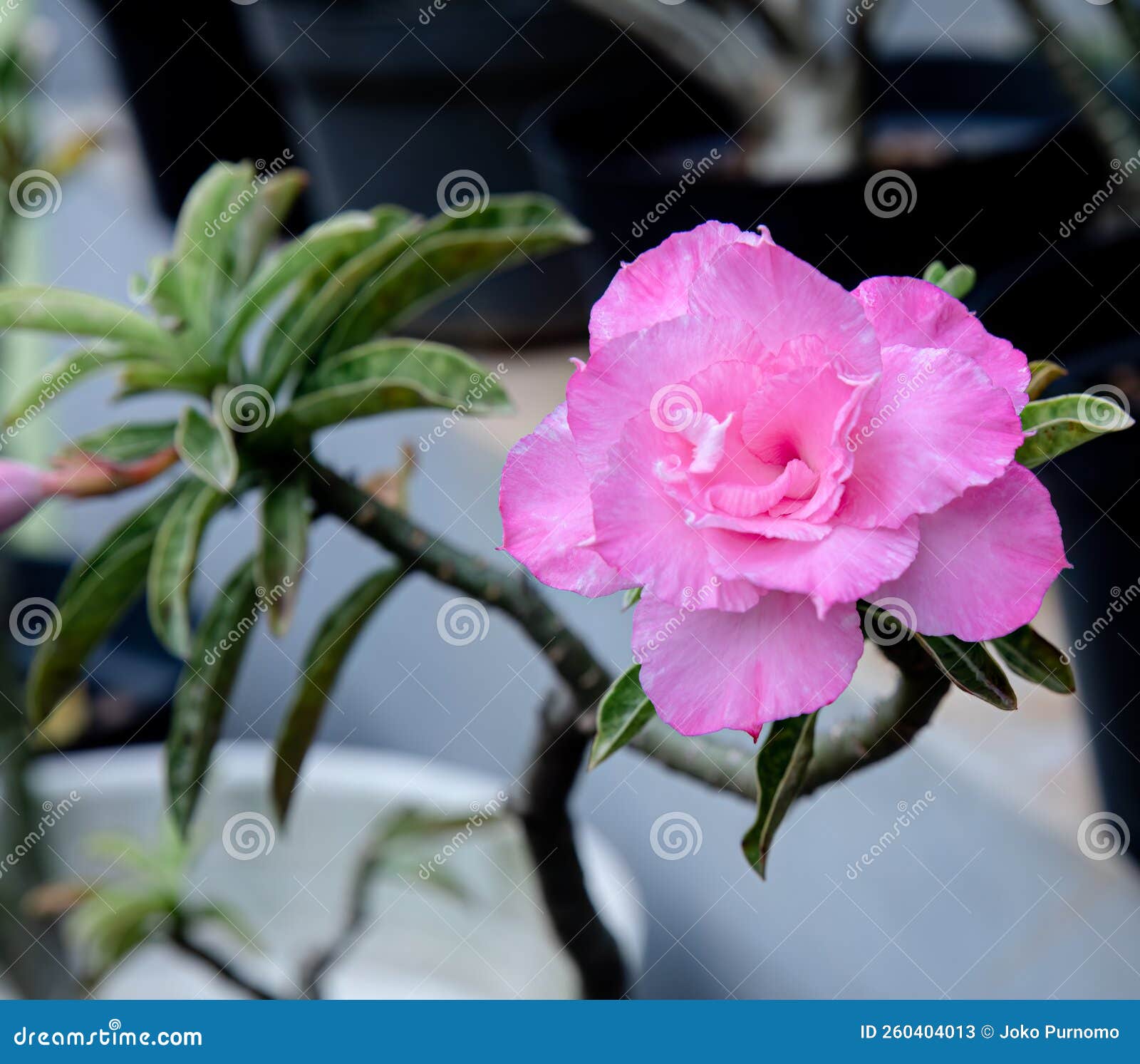 Beautiful Japanese Frangipani, Whitish Pink Adenium Flowers Stock Image ...