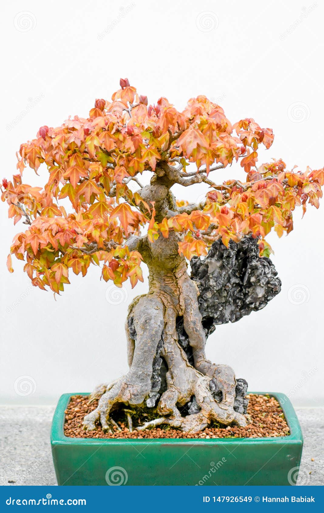 japanese maple bonsai tree in planter