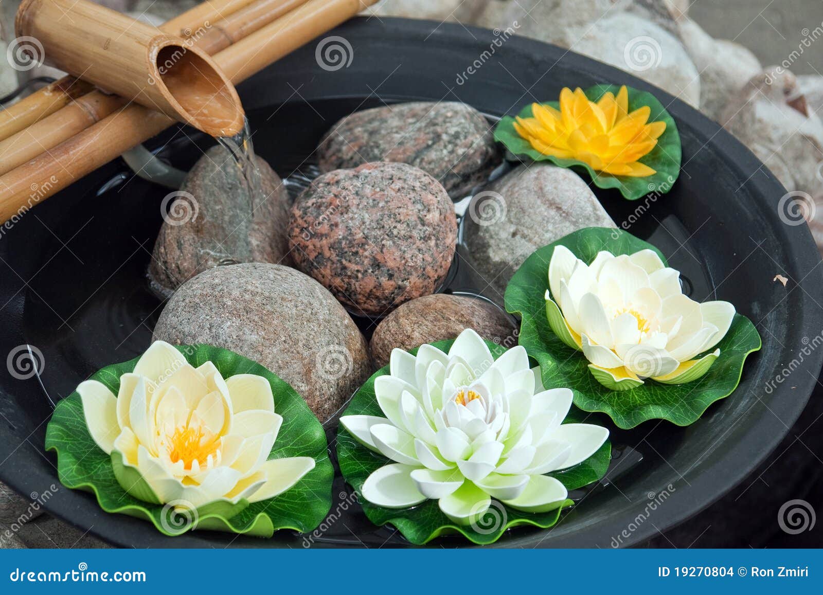 Beautiful Japanese Water Lilies with a Waterfall Stock Photo Image of