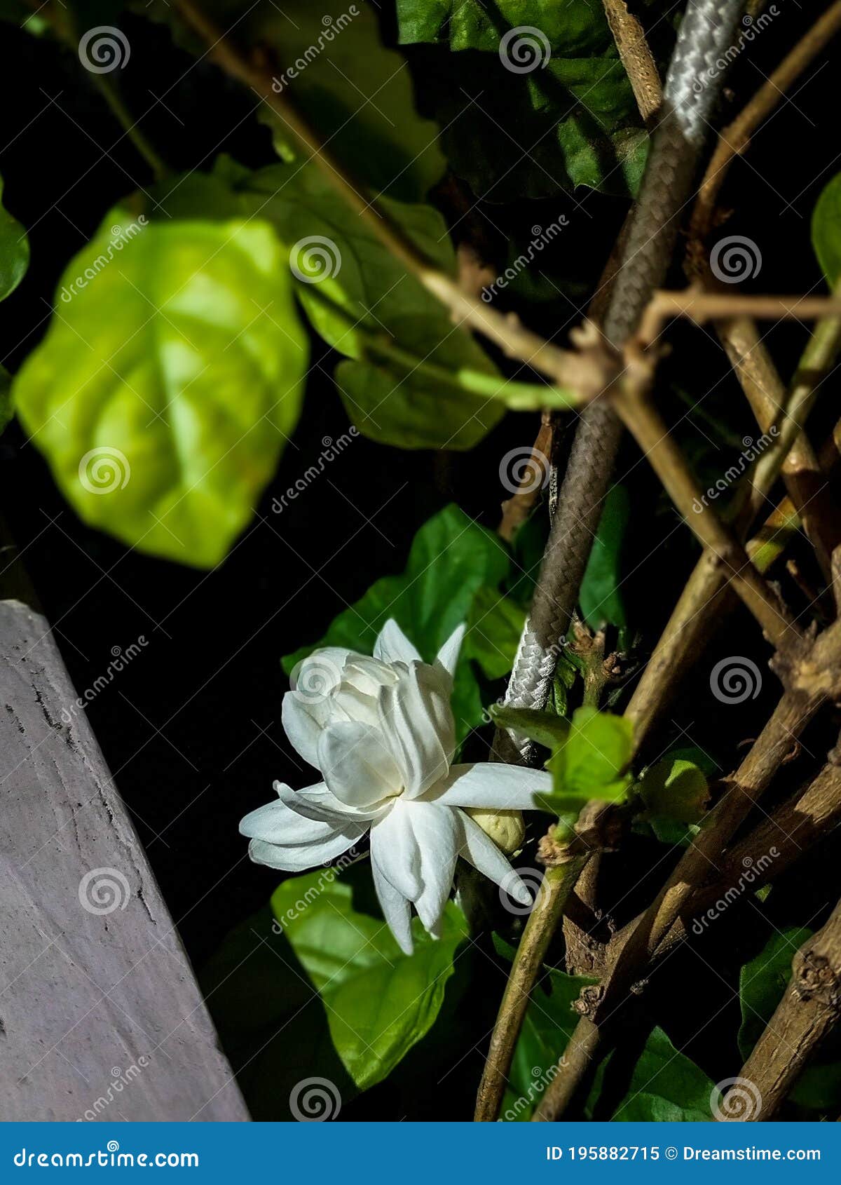 Beautiful Jasmine Blooming at Night Stock Image Image of night