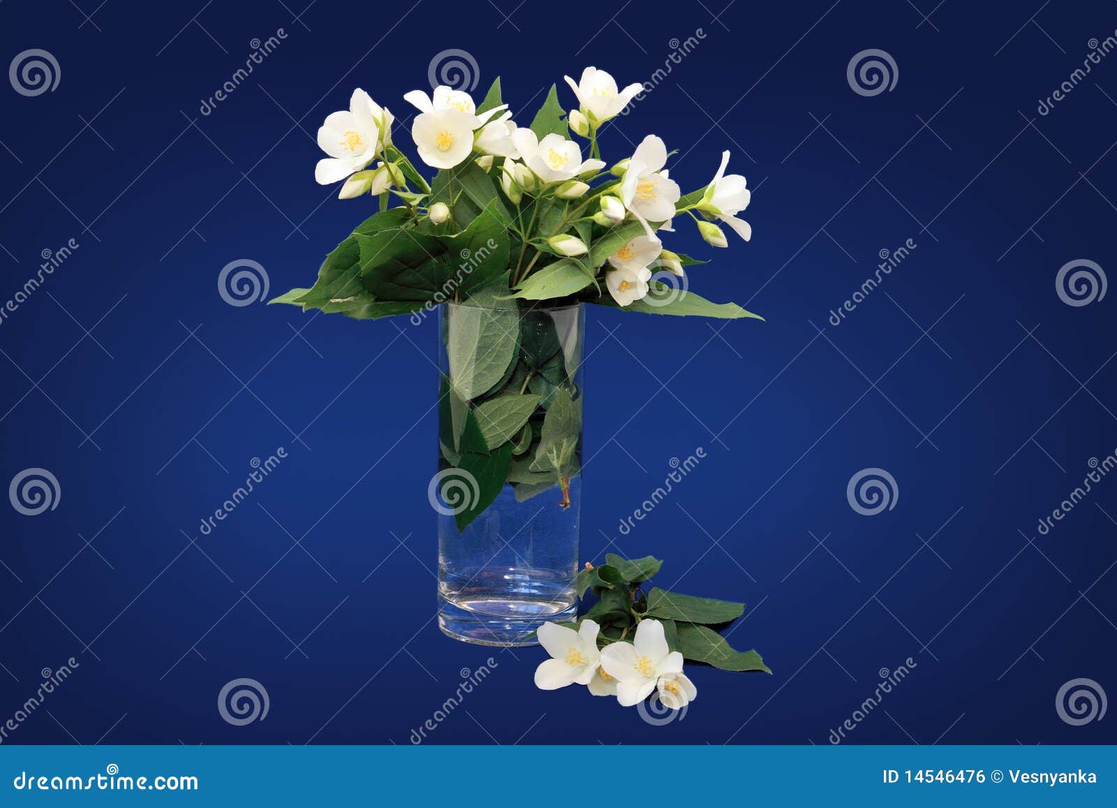 Beautiful jasmine bouquet stock photo. Image of beauty - 14546476