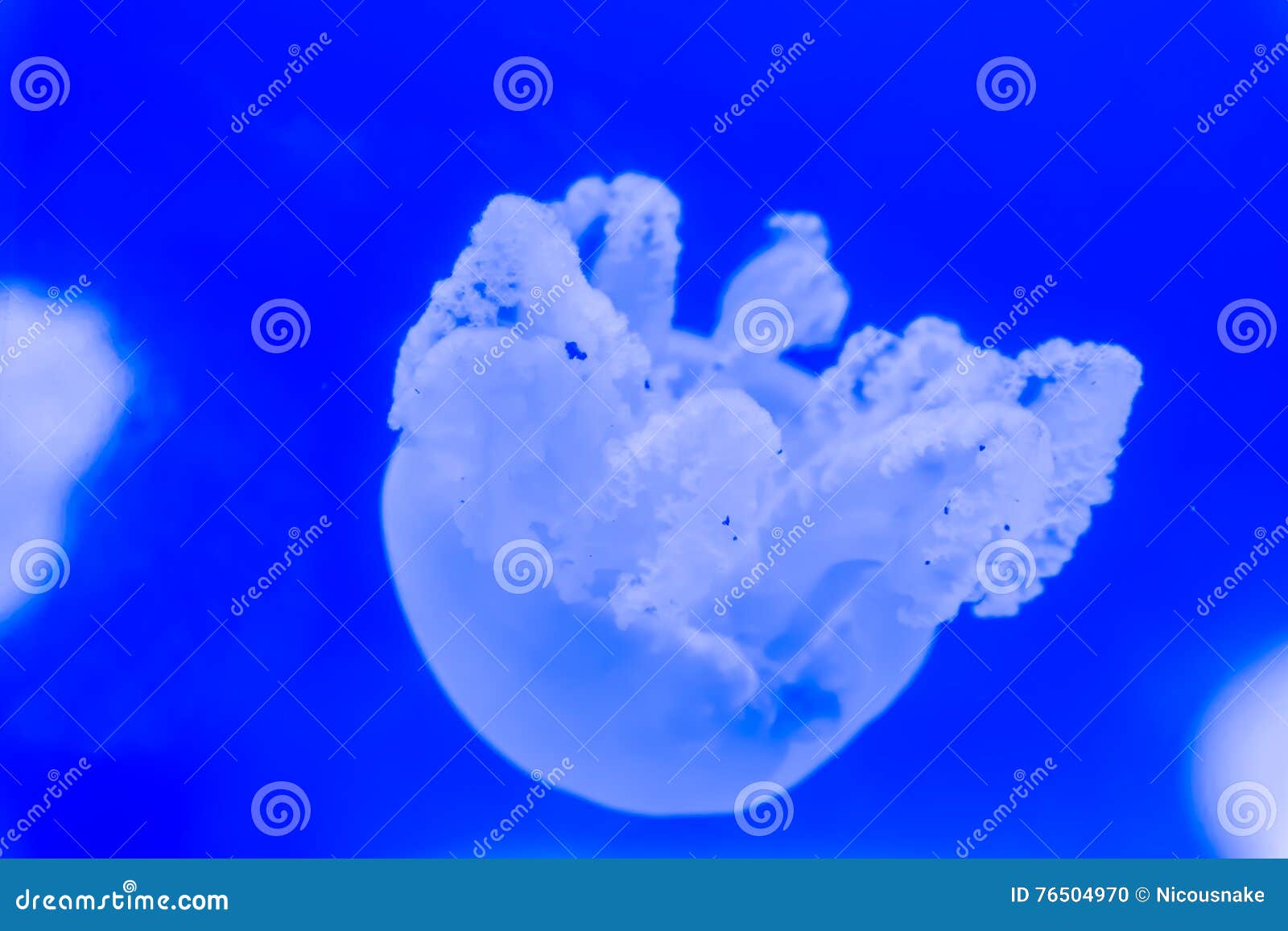 Beautiful jellyfish stock photo. Image of marine, beautiful 76504970