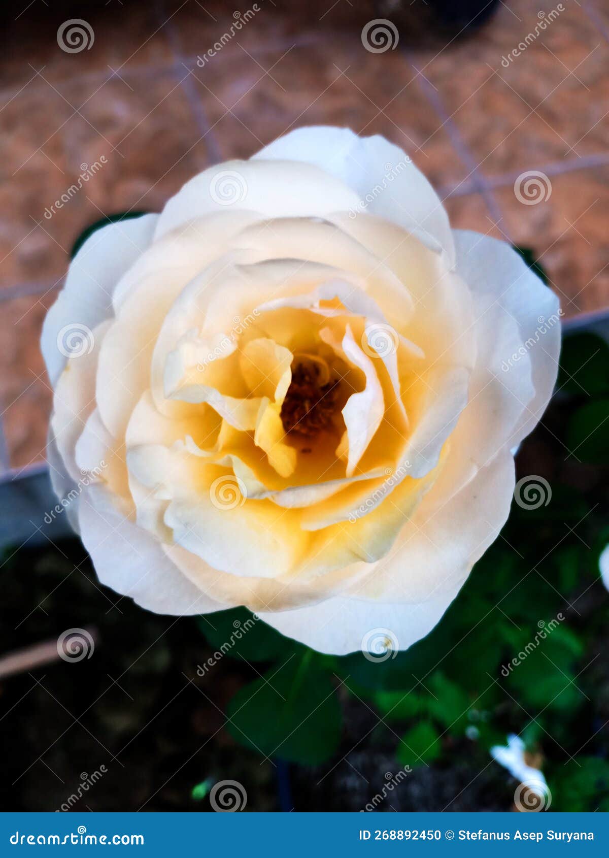 Beautiful Juliet Rose stock photo. Image of garden, leaf 268892450