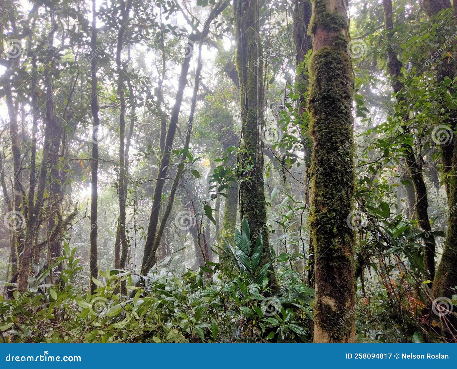 Beautiful Jungle and Rainforest Stock Image Image of grove, vegetation 258094817