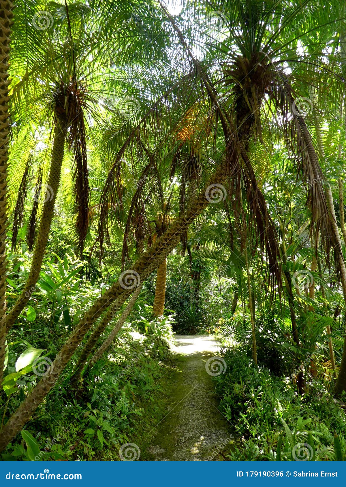 Beautiful jungle scene stock photo. Image of lush, leaf - 179190396