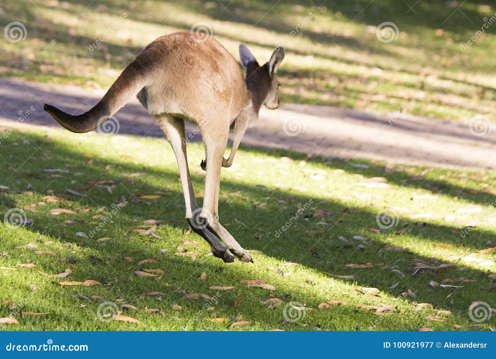 Beautiful Kangaroo Outdoors Perth Australia Nice Stock Image Image of
