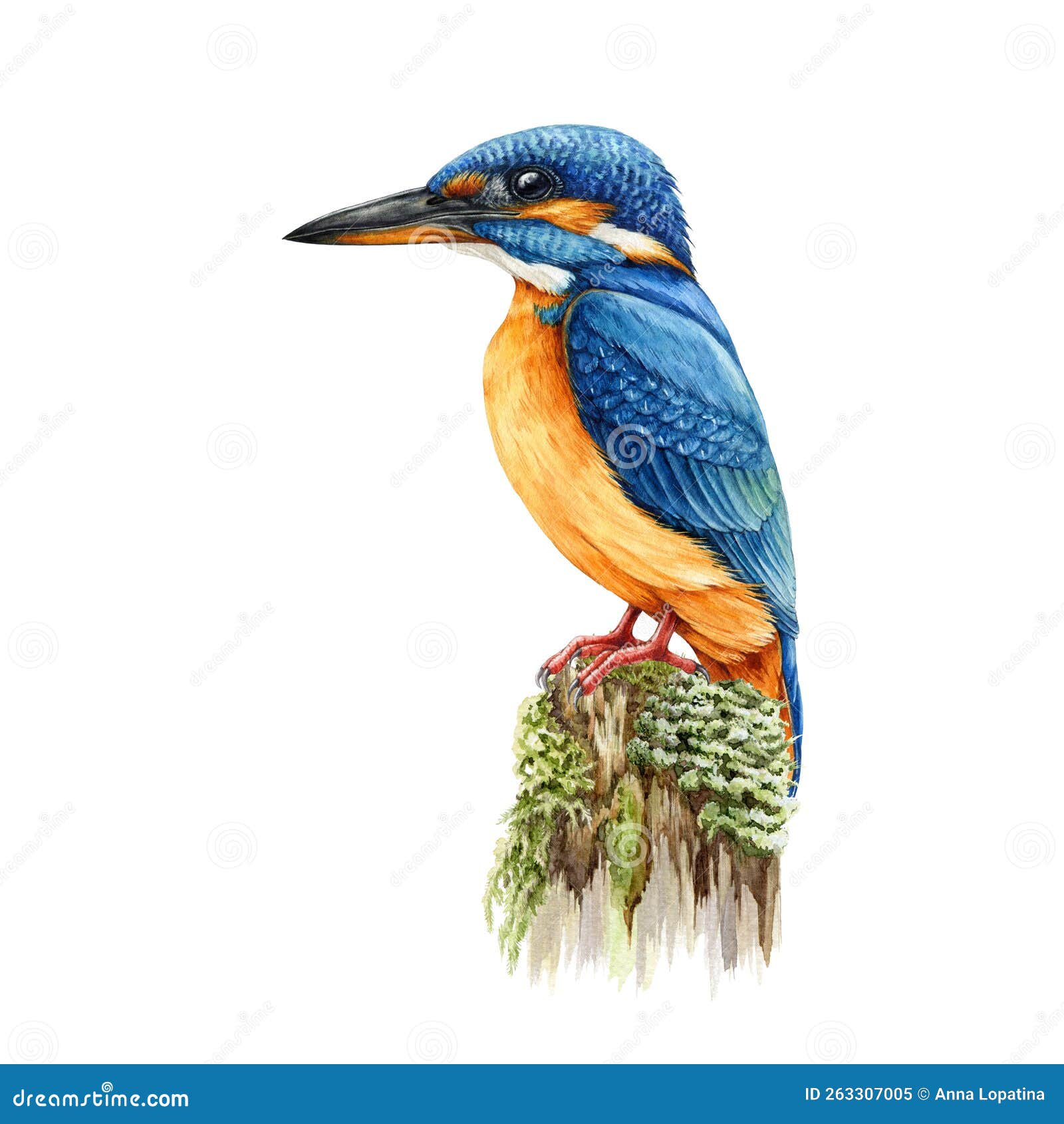 Kingfisher Drawing by Timothy Livingston - Pixels