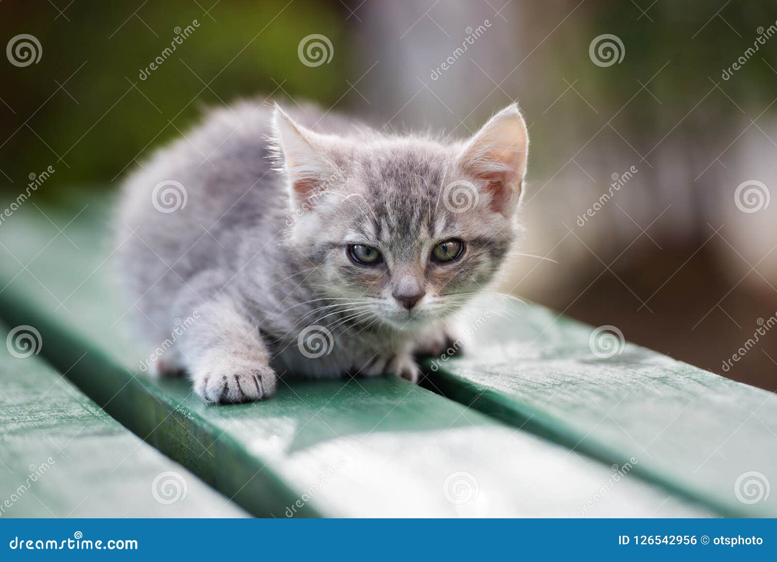 Beautiful Kitten Posing Outdoors in Summer Stock Photo Image of