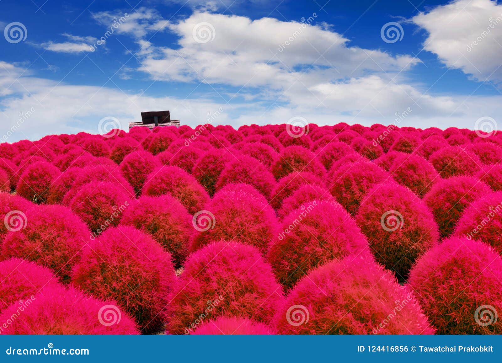 beautiful kochias at hitachi seaside park, japan