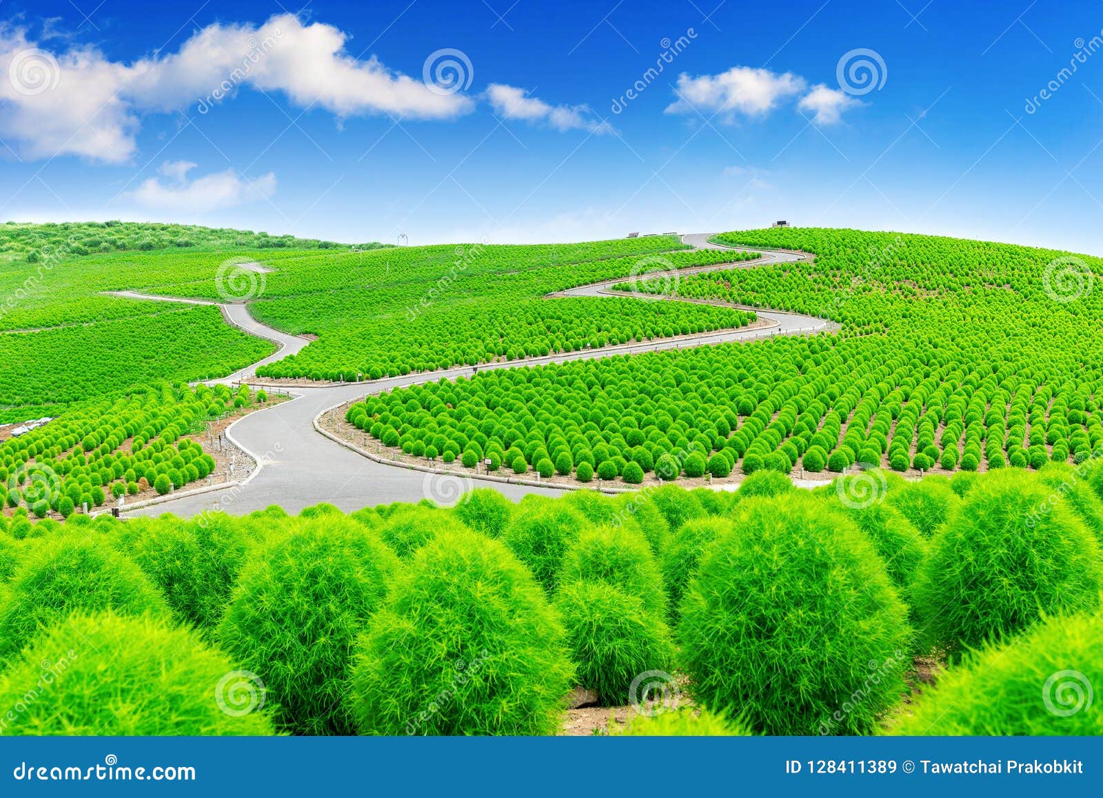 beautiful kochias at hitachi seaside park, japan