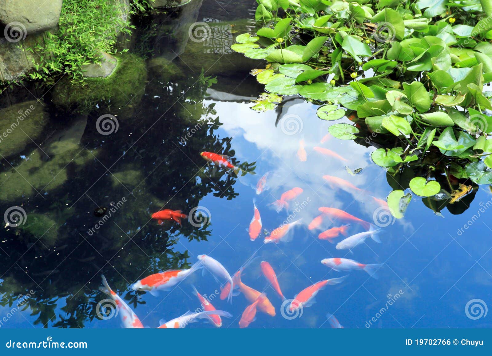 Beautiful Koi or Carp Chinese Fish in Water Stock Photo Image of