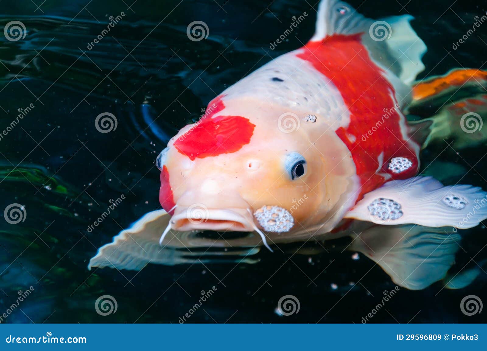 11 344 Beautiful Koi Photos Free Royalty Free Stock Photos From Dreamstime