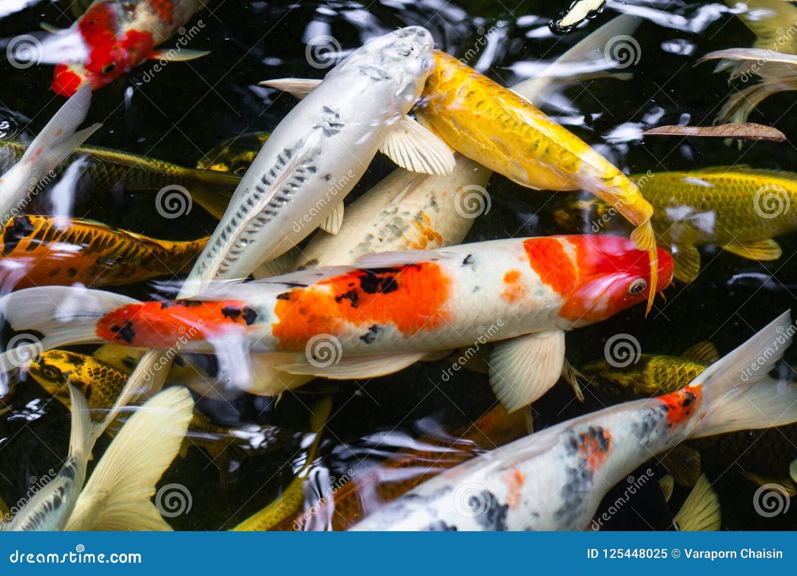  Beautiful Koi Fish  Swimming In The Pond Stock Image 