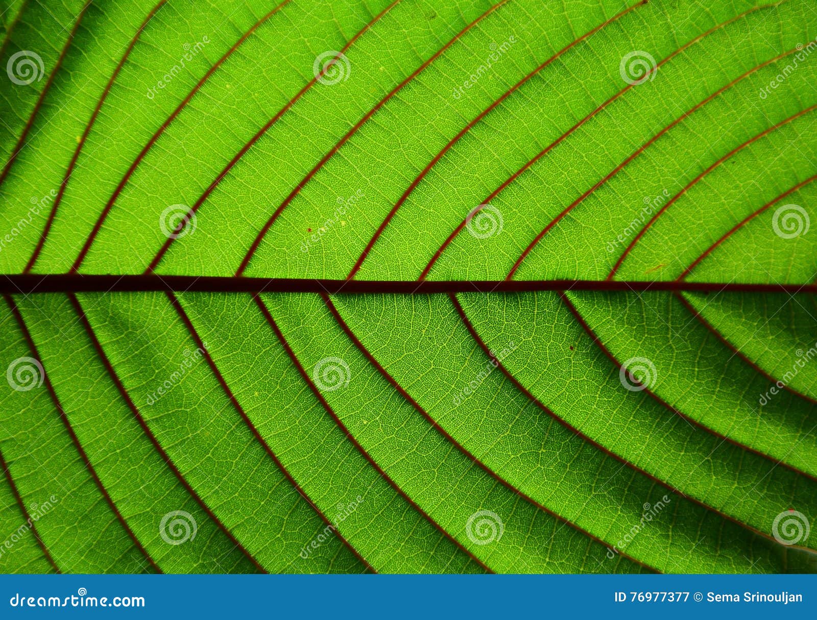 Beautiful Kratom Leaf Texture Background-closeup Stock Image - Image of