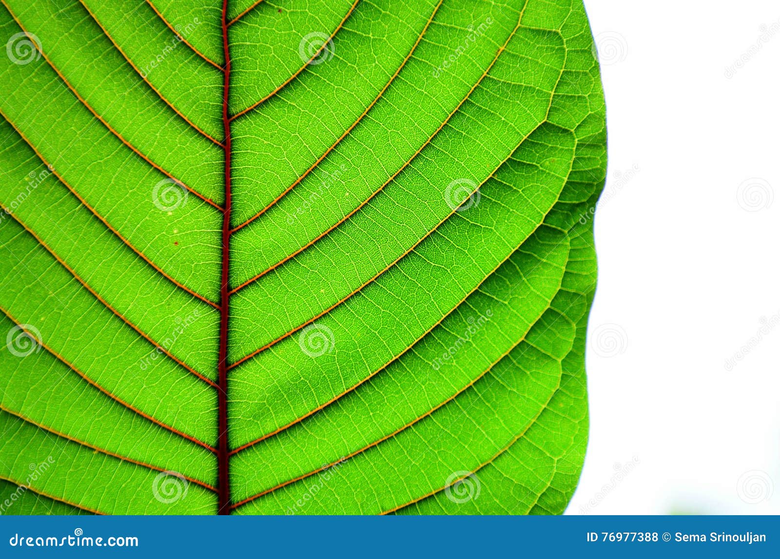 Beautiful Kratom Leaf Texture Background-closeup Stock Photo - Image of