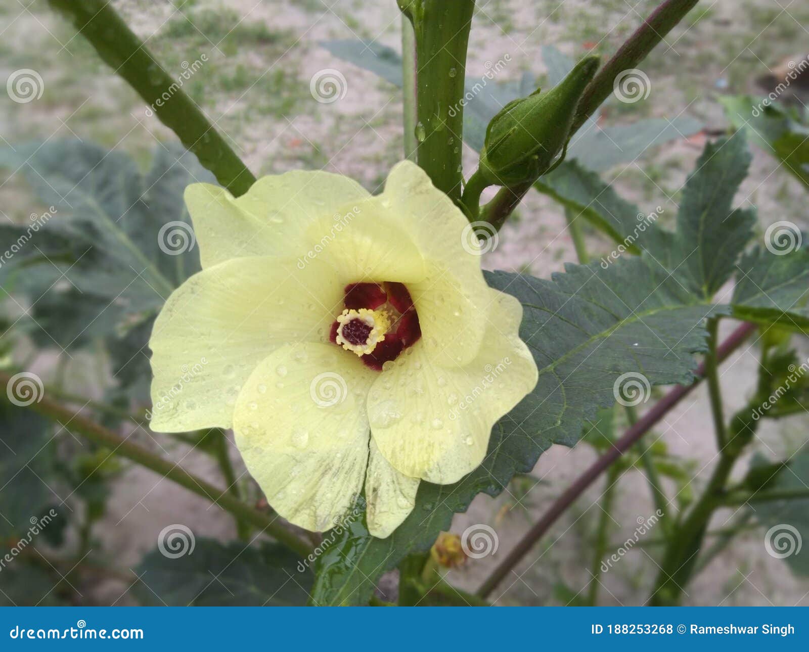 Beautiful Lady Finger Flower in Garden Stock Photo Image of finger