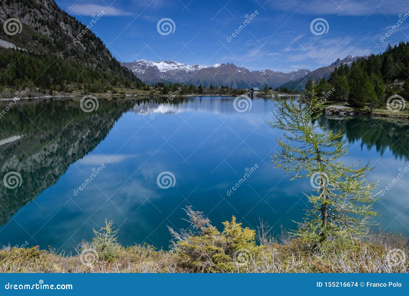 beautiful lago d`aviolo with reflection and a tree