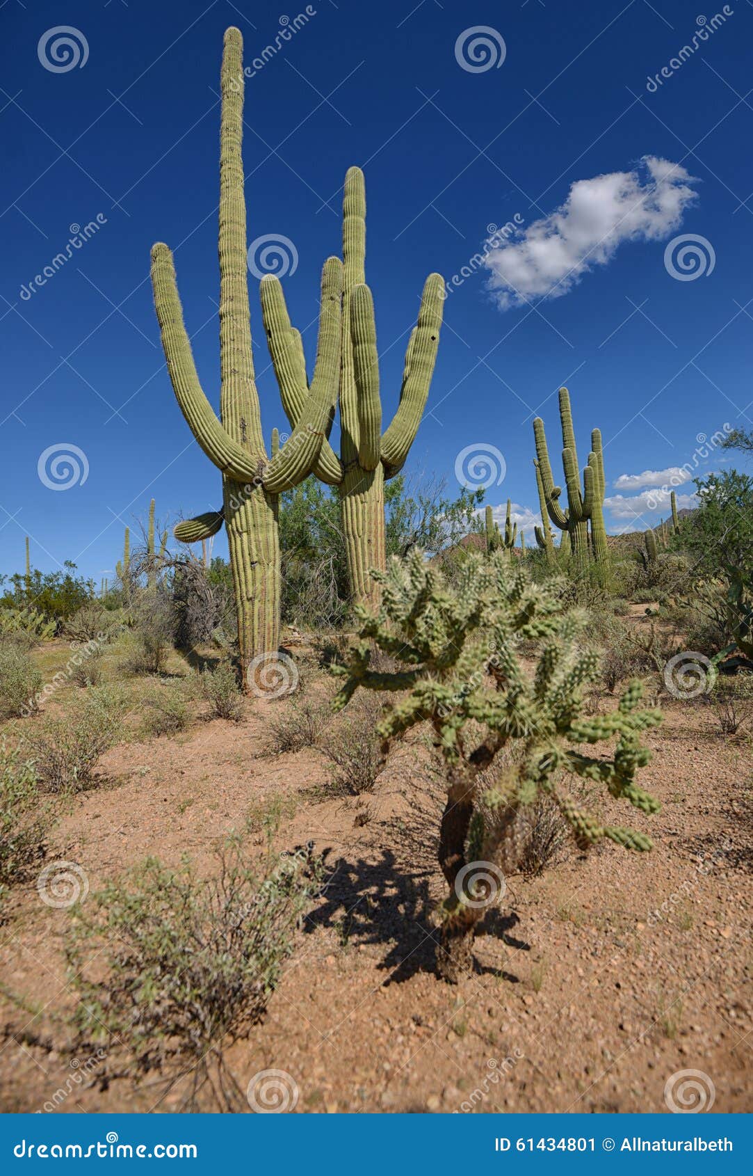 Beautiful Landscape In American Southwest With Cacti Stock ...