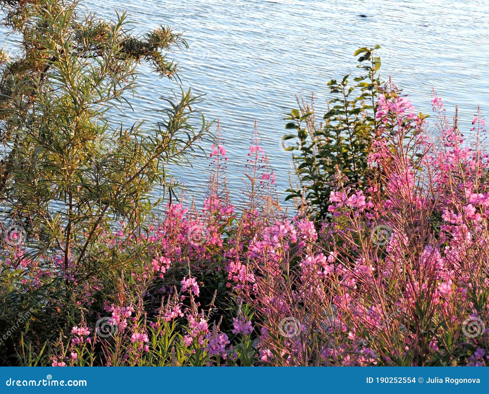Bushes and Flowers Near the Water in Summer Oulu, Finland Stock Photo ...