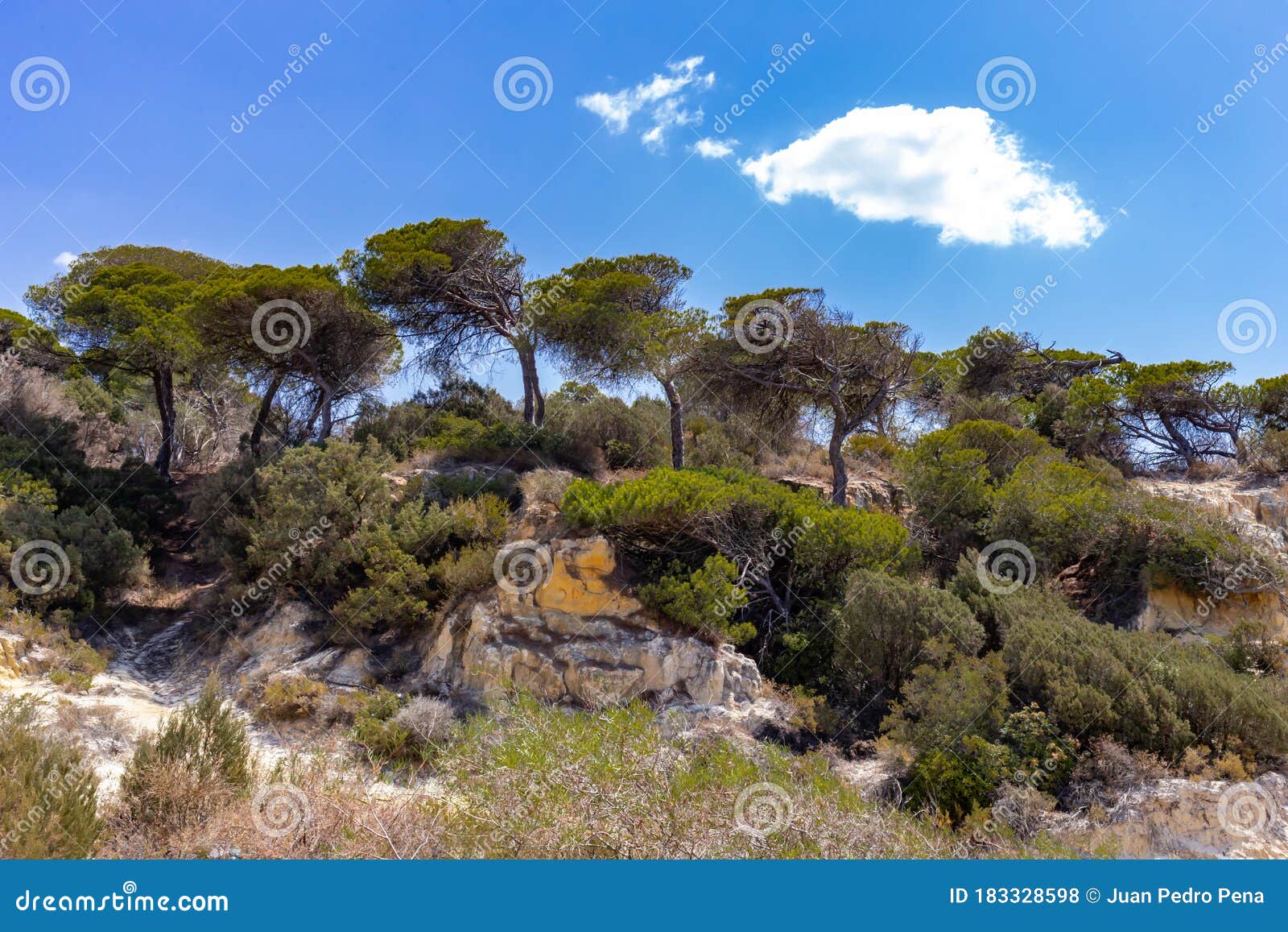 beautiful landscape of cantiles of fossil dune with pine trees