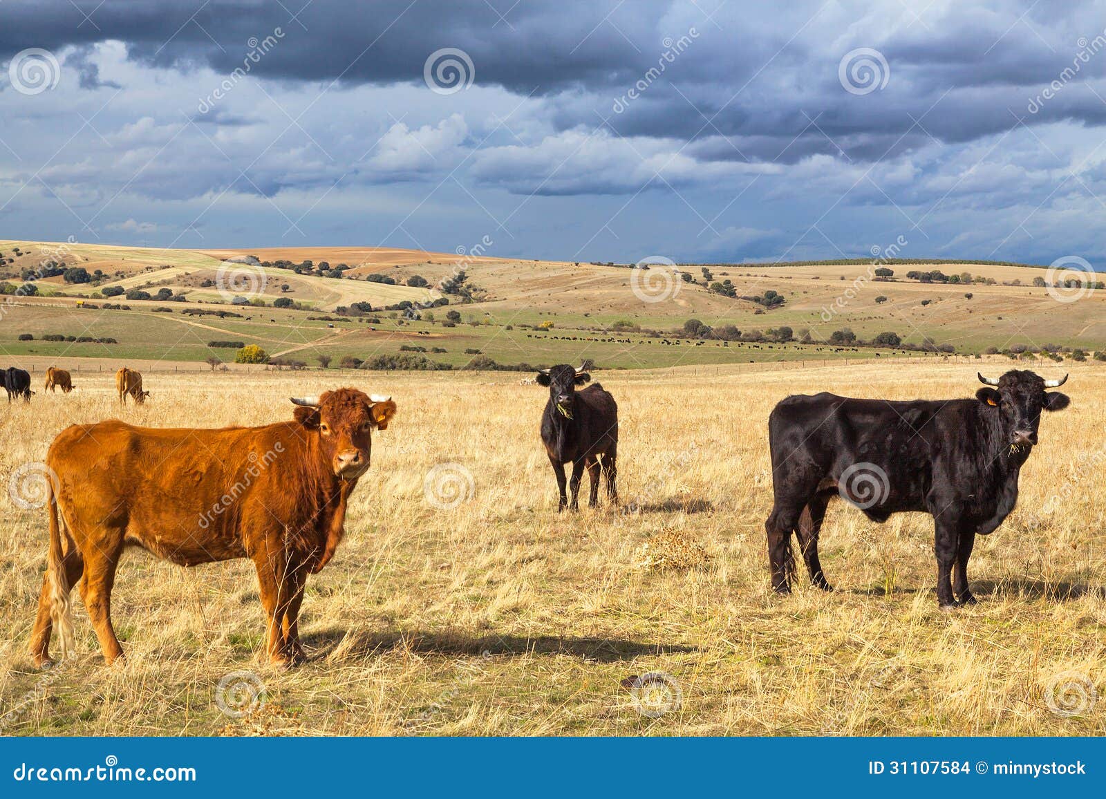 beautiful landscape with cattle and dark clouds at sunset, castilla y leon region, spain