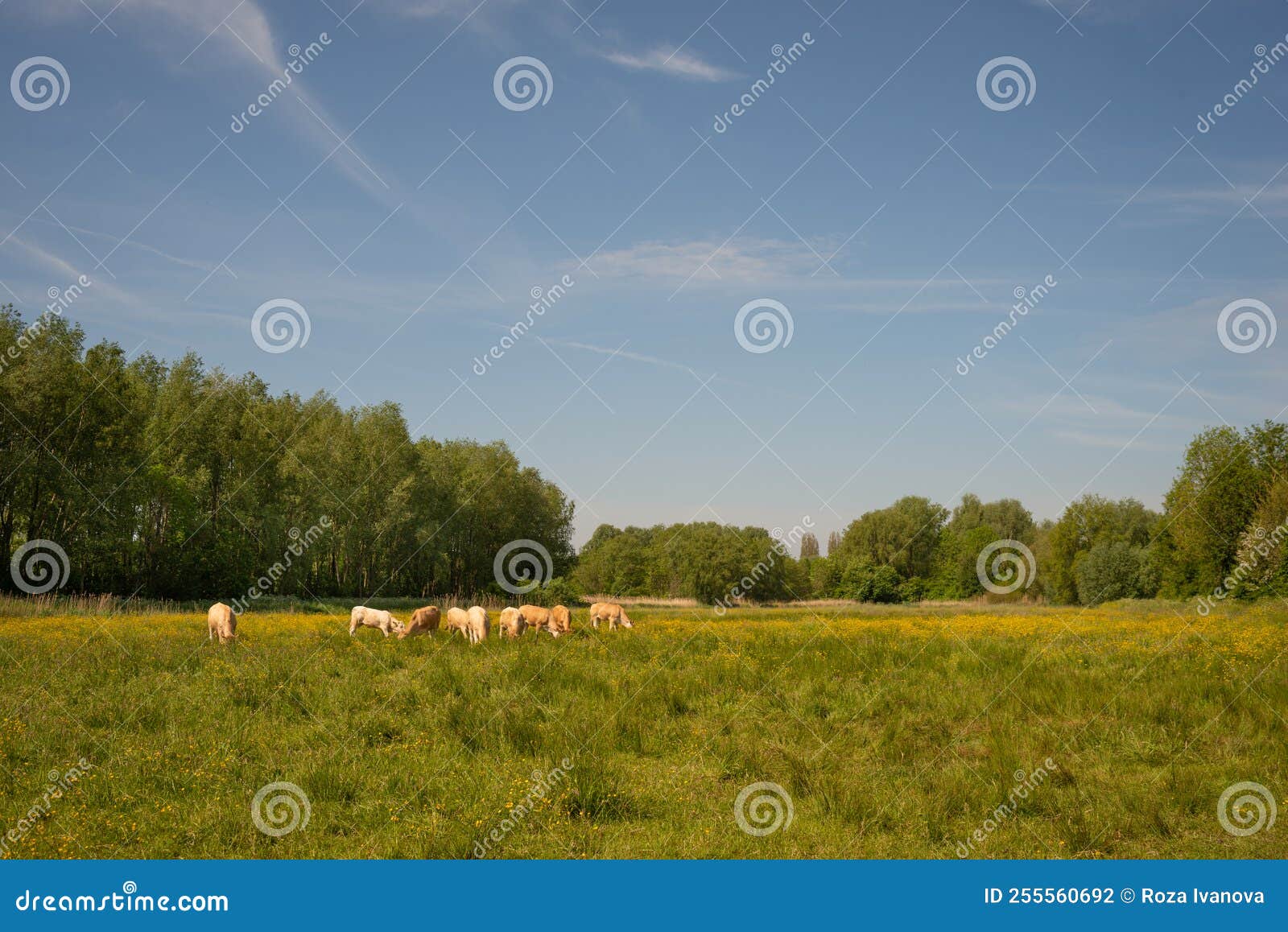 beautiful landscape of the  field with yellow  wildflowers. herd of cows graze on the field