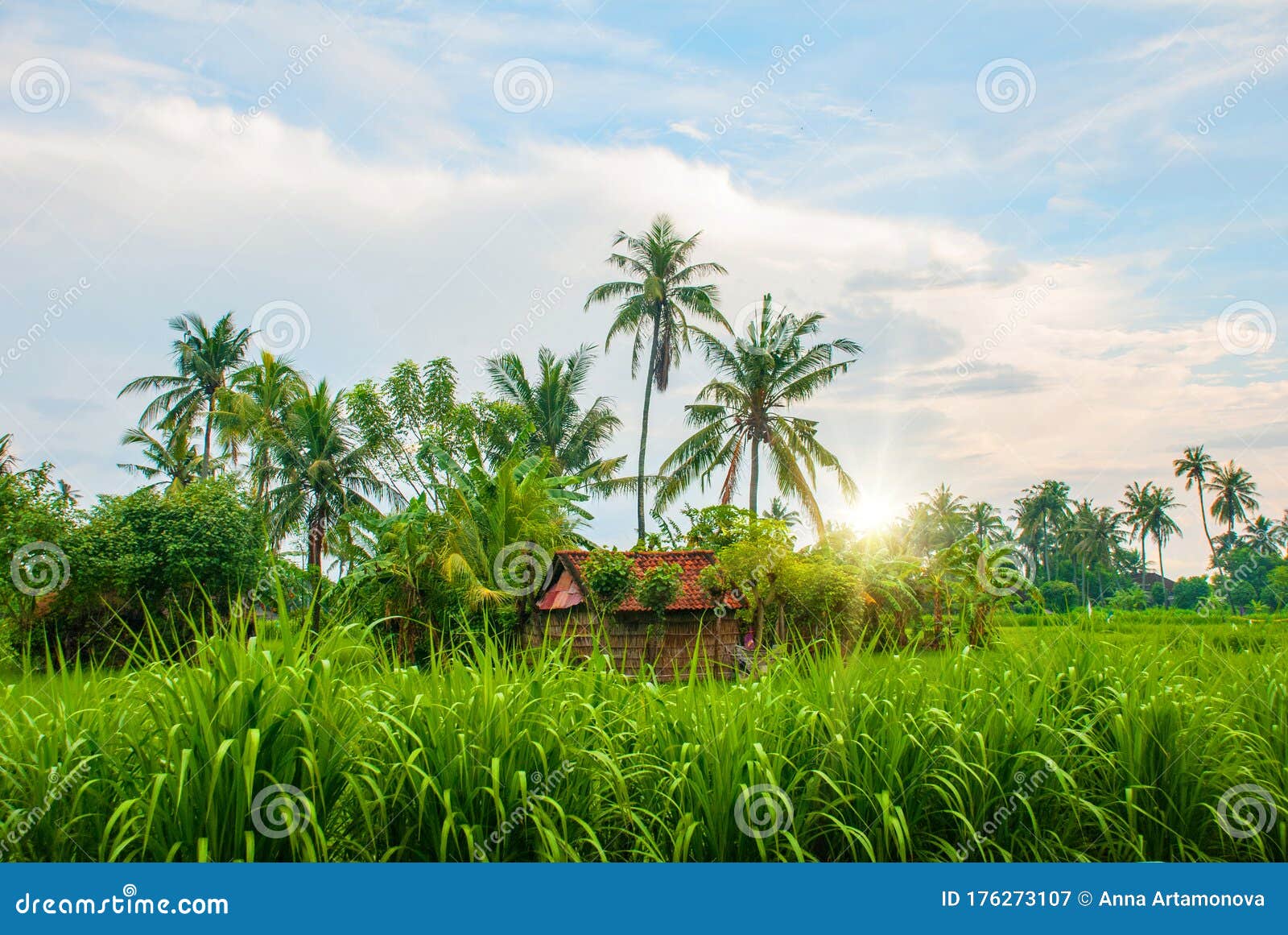 beautiful landscape with fields and trees in the city of amed in bali