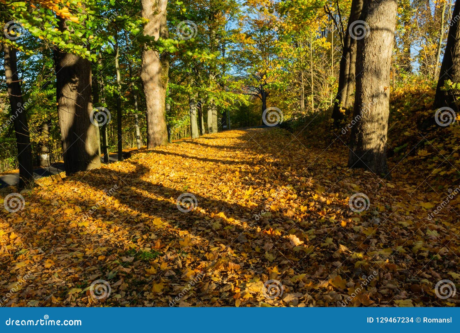 Beautiful Landscape of a Fresh Evergreen Forest, Abstract Natural ...