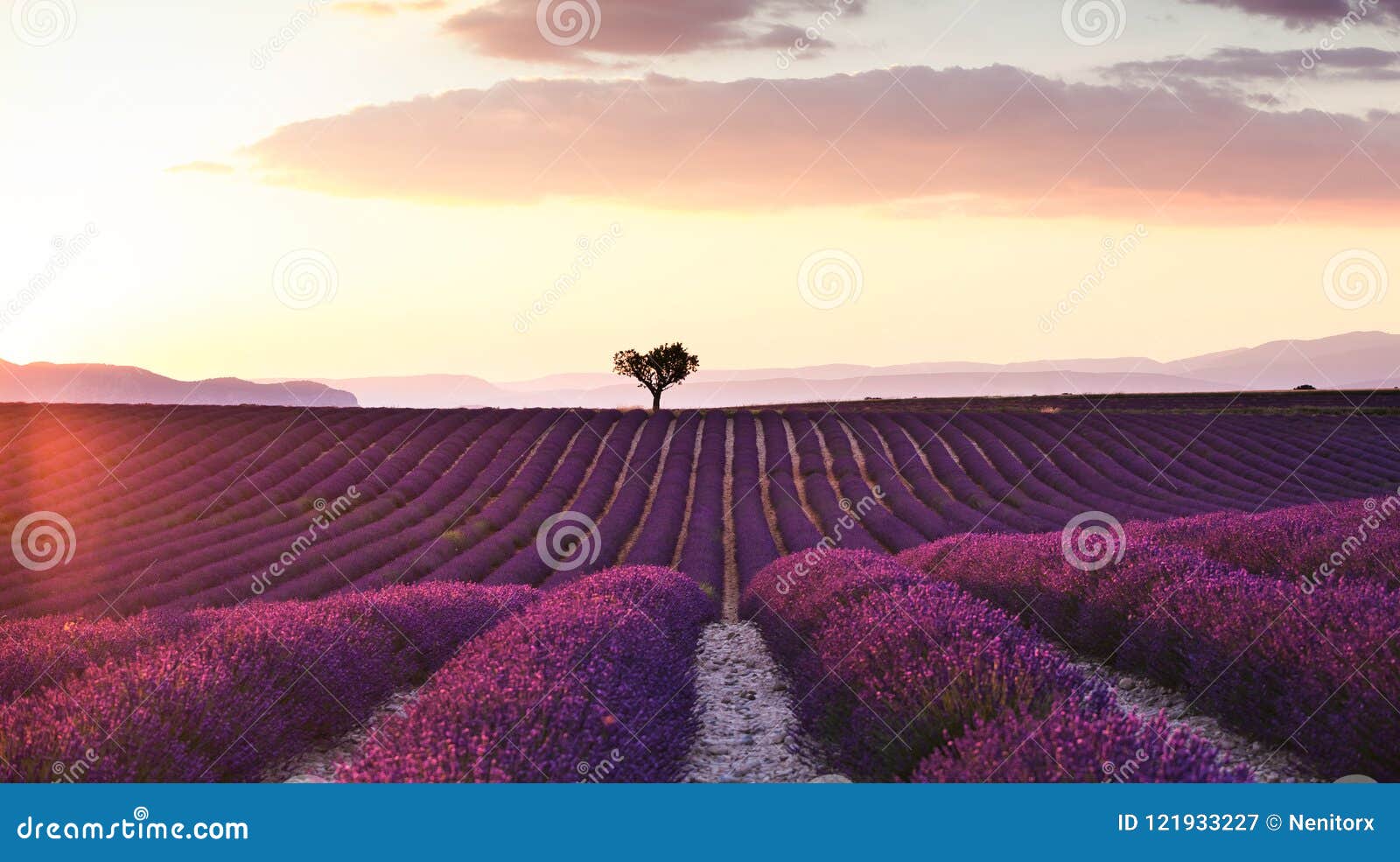 Beautiful Landscape of Lavender Fields at Sunset with Dramatic Sky ...