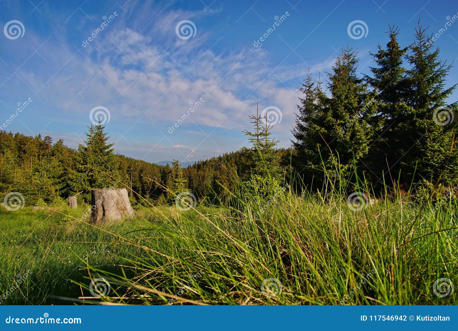 Landscape with pine trees in the forest 2. Beautiful landscape with pine trees in the forest in the Muntii Ciucului in Transylvania, Romania.