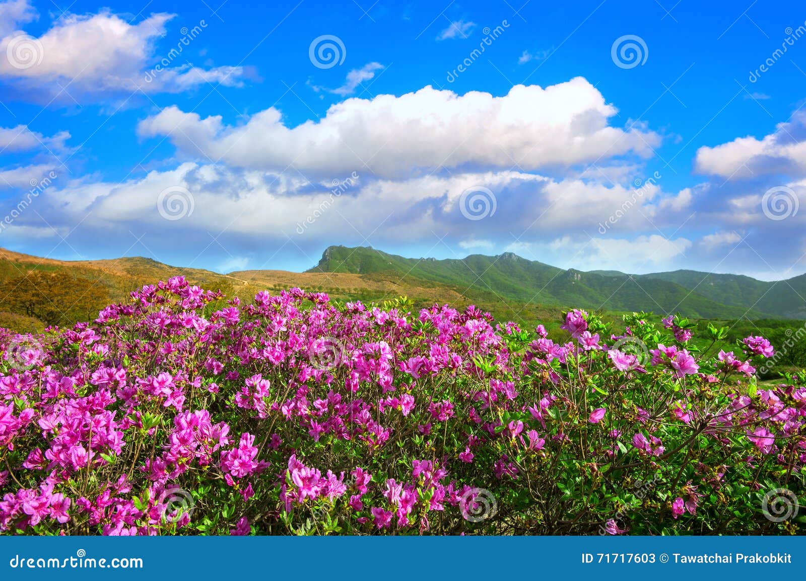 beautiful landscape of pink rhododendron flowers and blue sky in the mountains, hwangmaesan in korea.