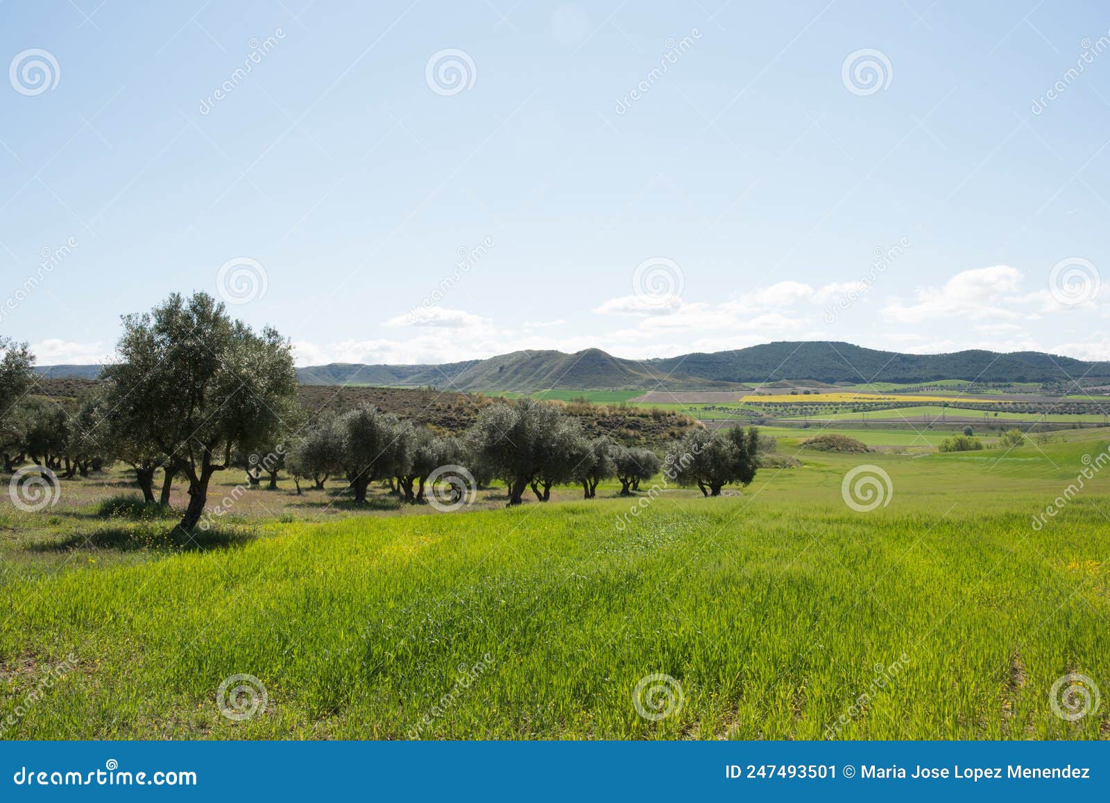 beautiful landscape in springtime. green fields, trees and blue sky. los cerros park, alcala de henares, madrid
