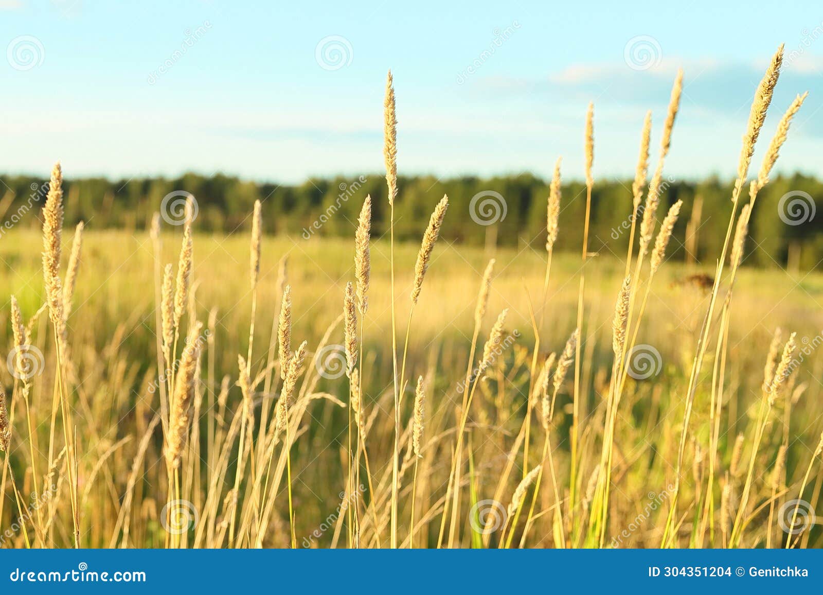 beautiful landscape of timothy grass phleum pratense hay growing on a sunny summer fall meadow