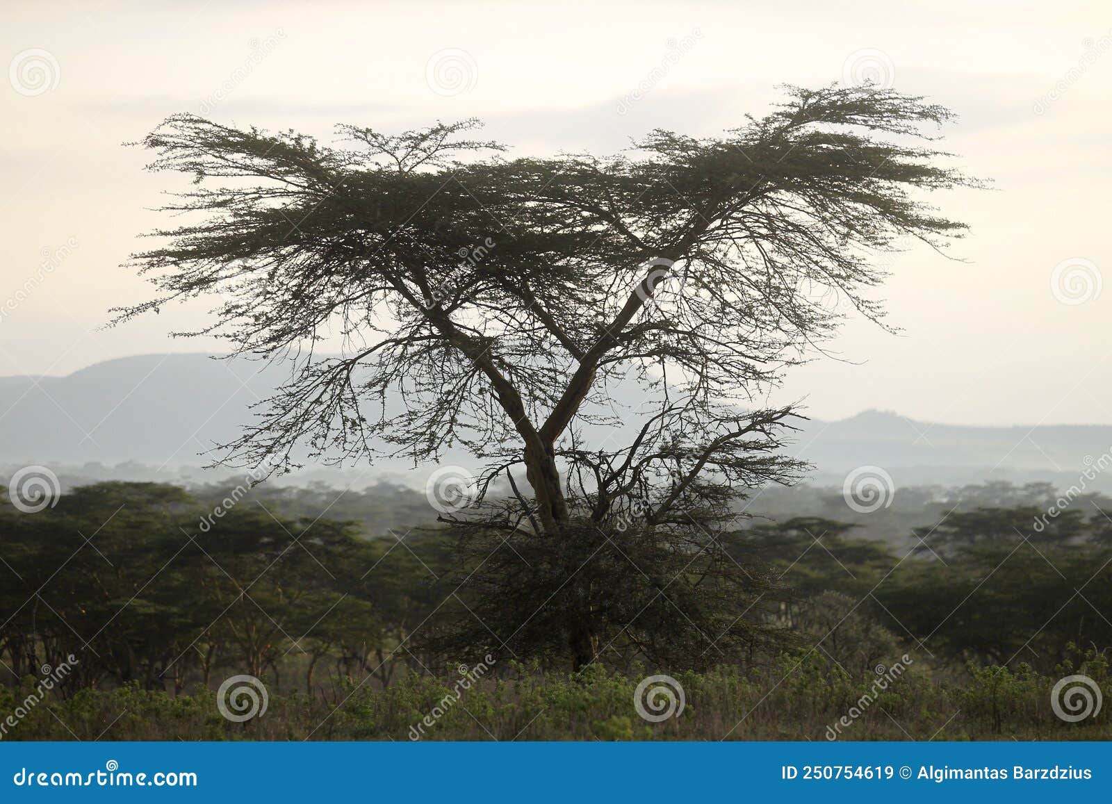 Beautiful Landscape with Tree in Africa Stock Image Image of animali
