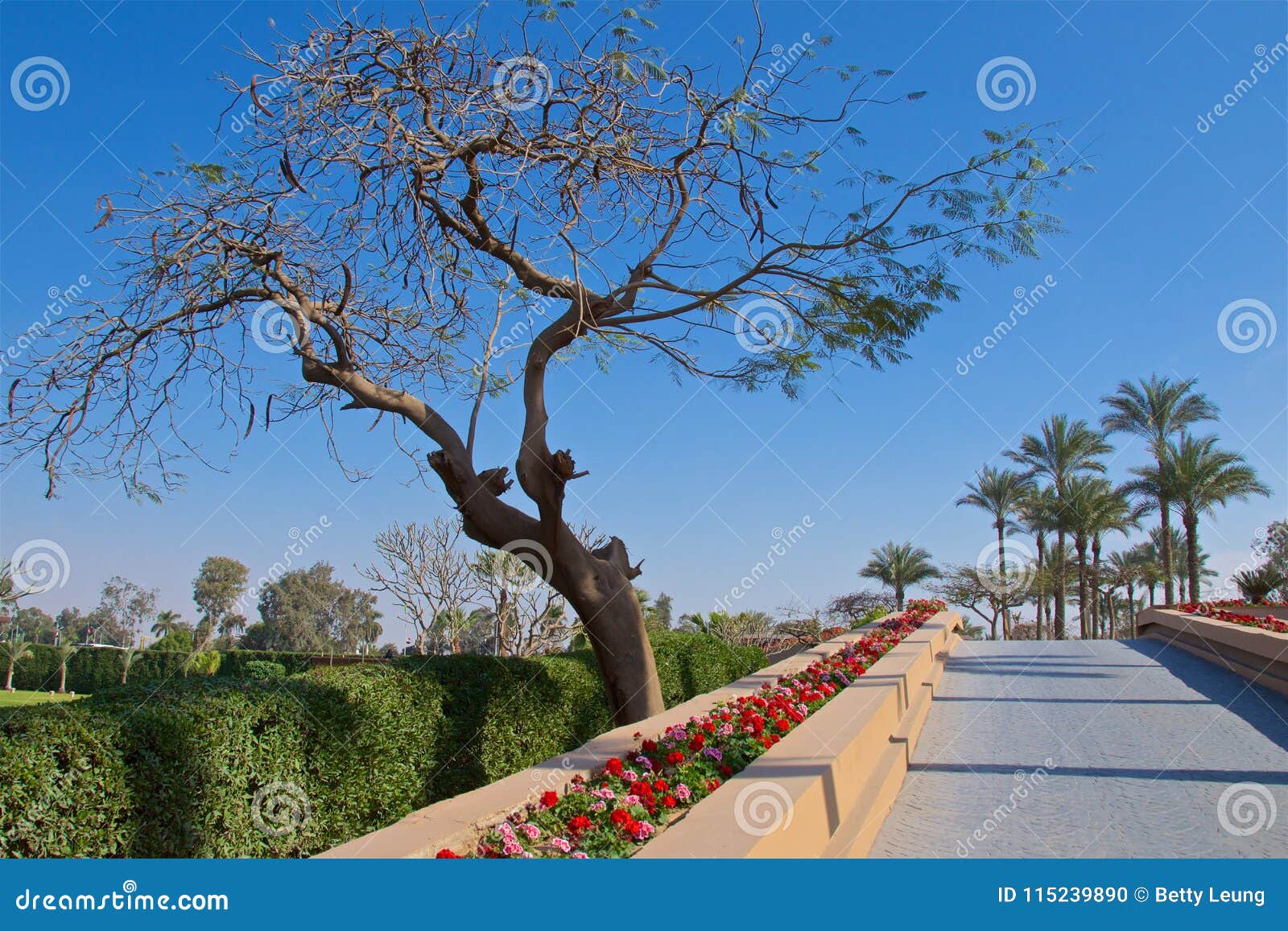 Landscape with Trees and Flowers in Egypt Stock Photo Image of vacation, walkway 115239890