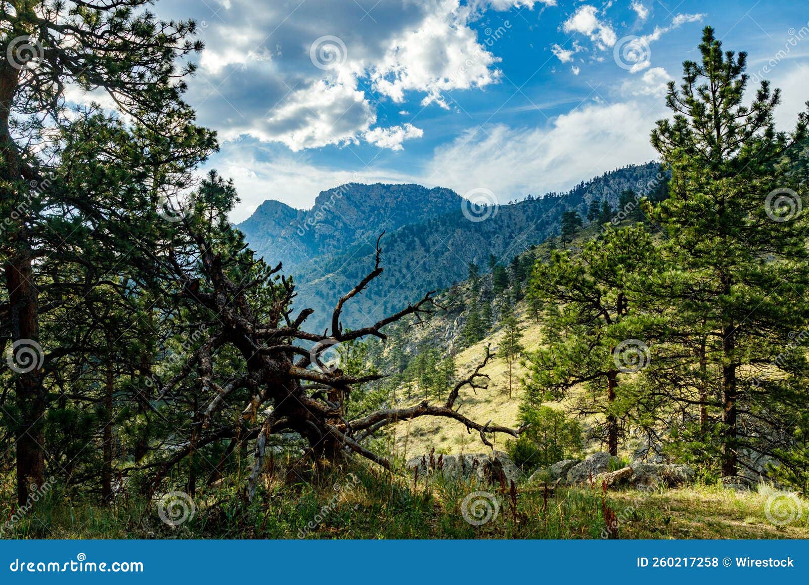 beautiful landscape view of the trees and mountains of estres park in colorado, usa