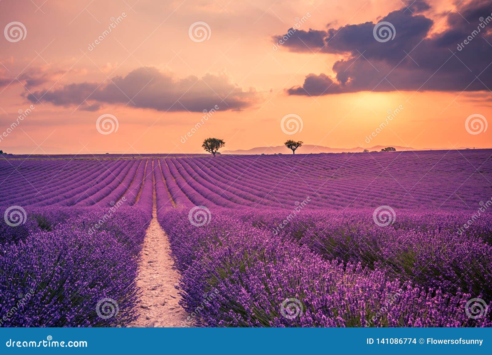 Beautiful Landscape. Wonderful Lavender Field Summer Sunset Landscape ...