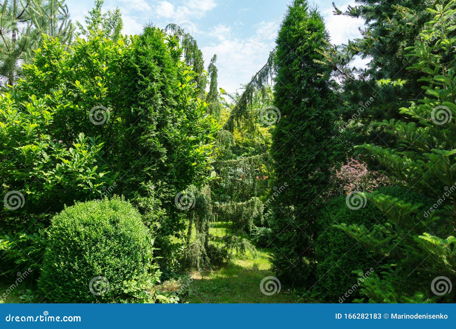 beautiful landscaped garden with evergreens. boxwood buxus sempervirens trees, thuja occidentalis columna,