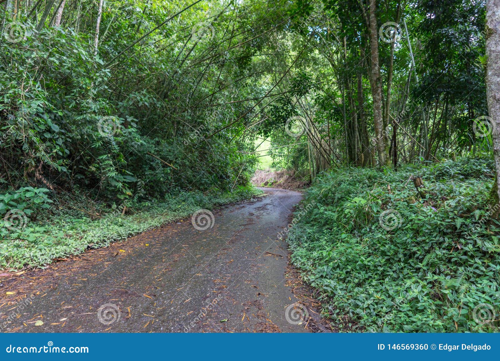 beautiful landscapes of the department of quindio in colombia