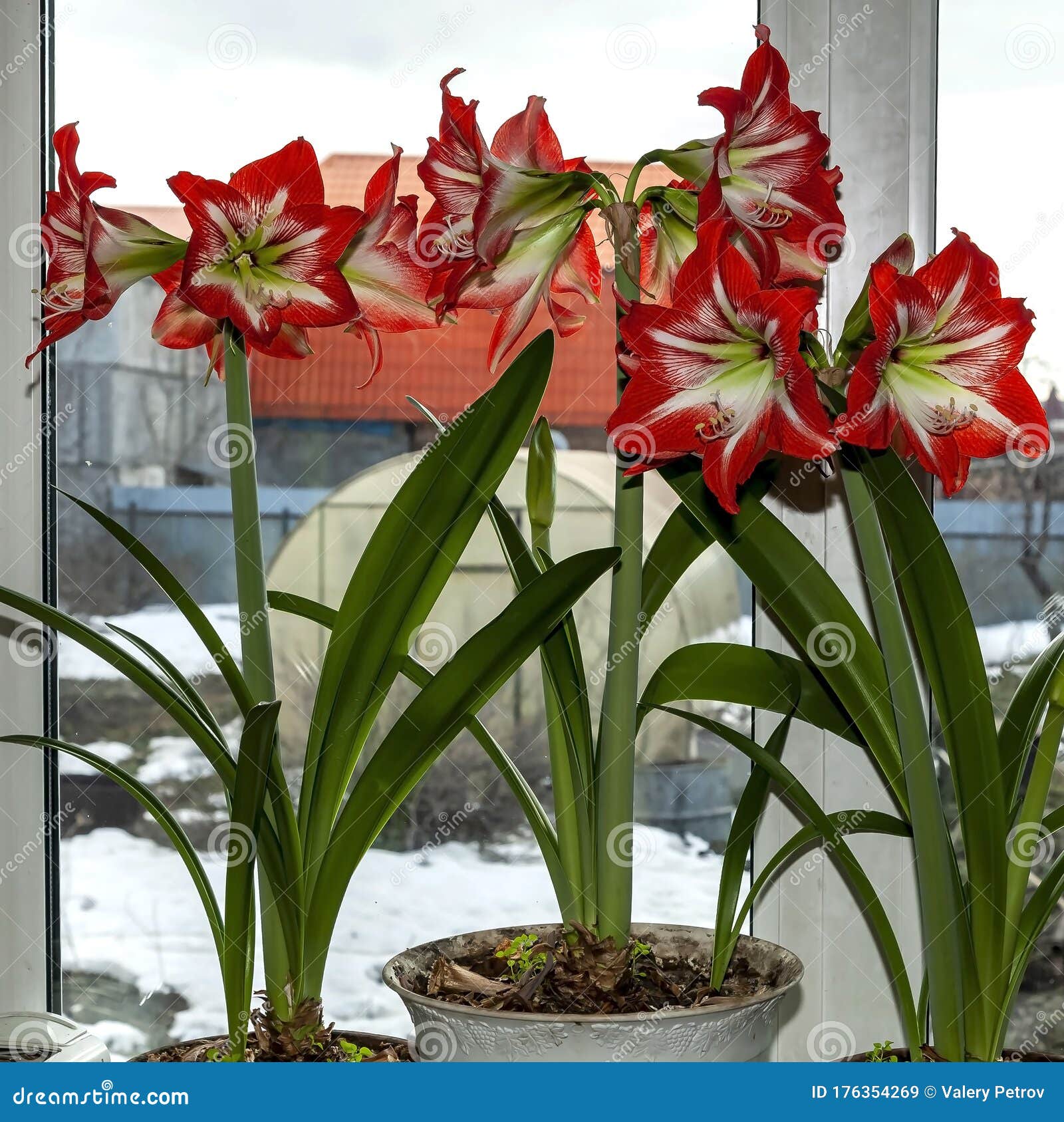Beautiful Large Red Amaryllis Flowers Stock Image - Image of ...
