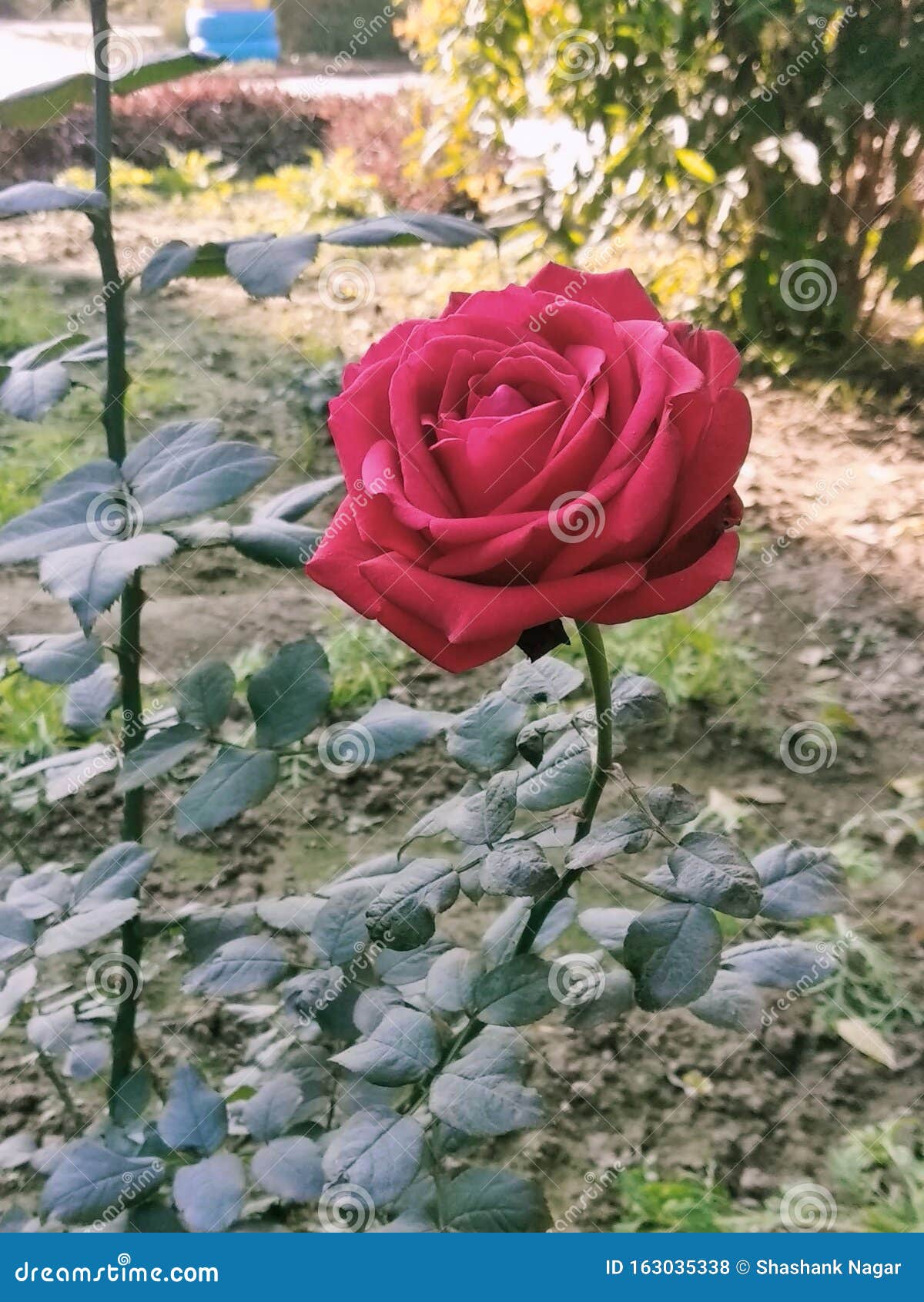 Large Red rose in garden stock photo. Image of rose 163035338