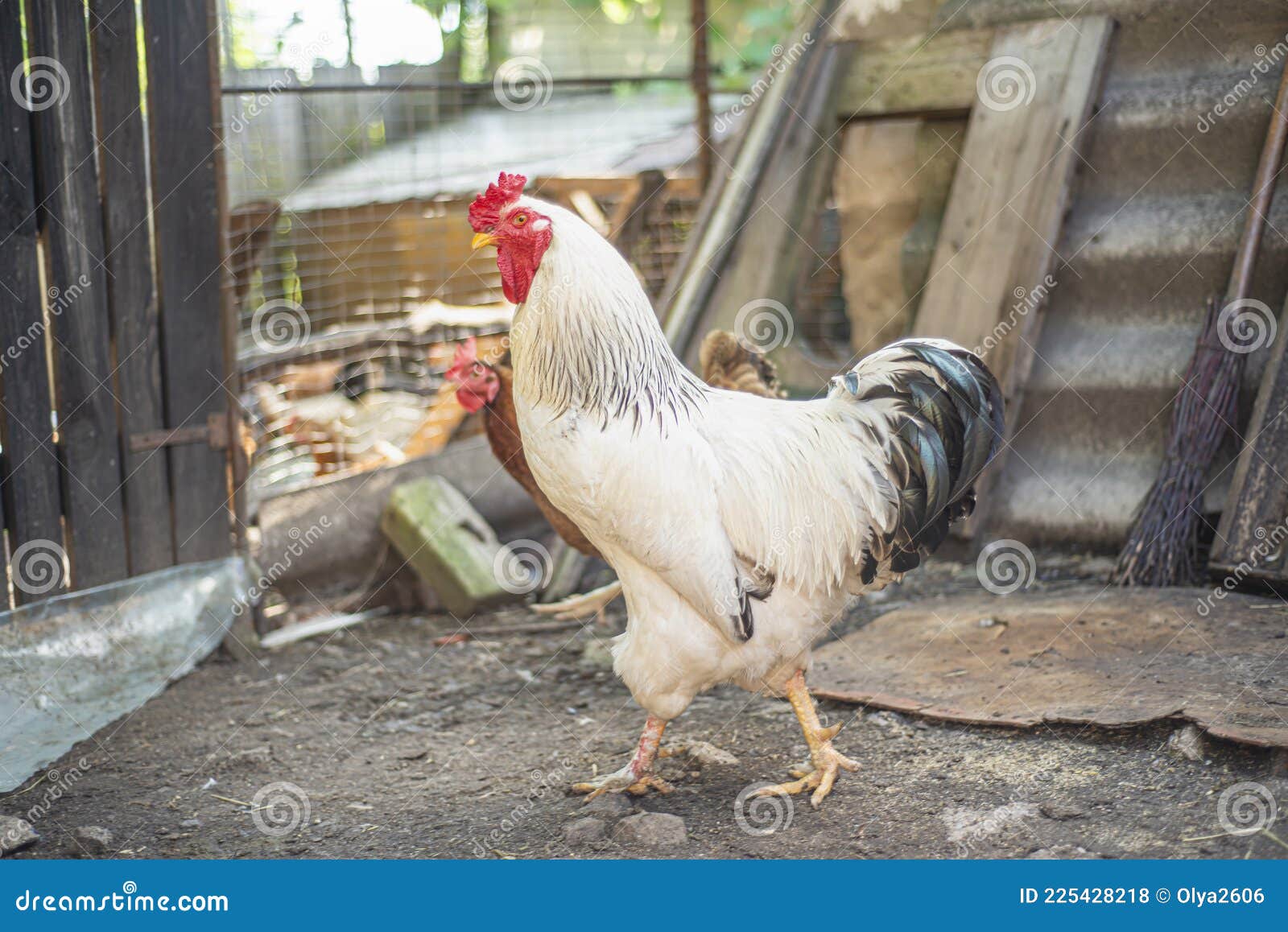 Beautiful White Rooster, Breeding Chickens in Households, a Large ...